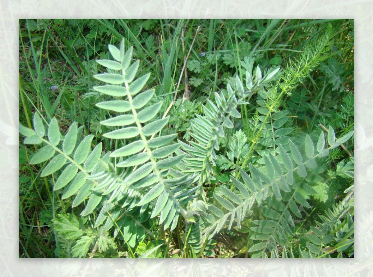 蕨类植物图片