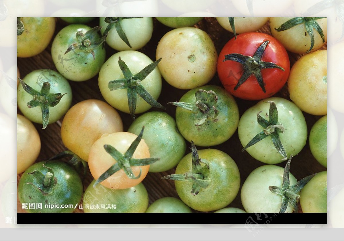 蔬菜水果类青红番茄图片