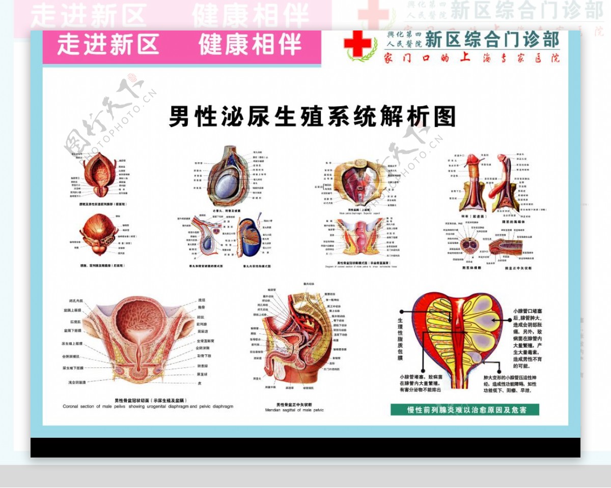 科室挂图男科图片