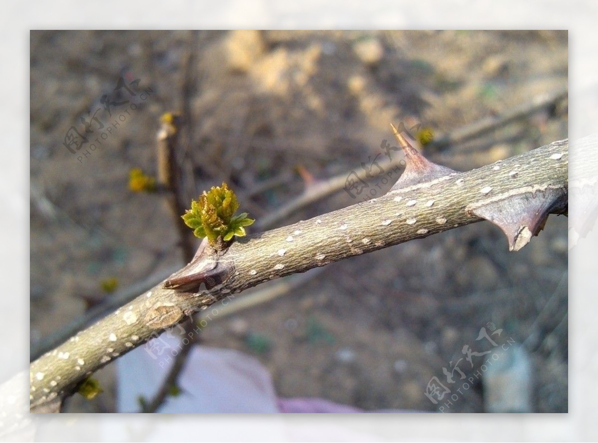 绿芽图片