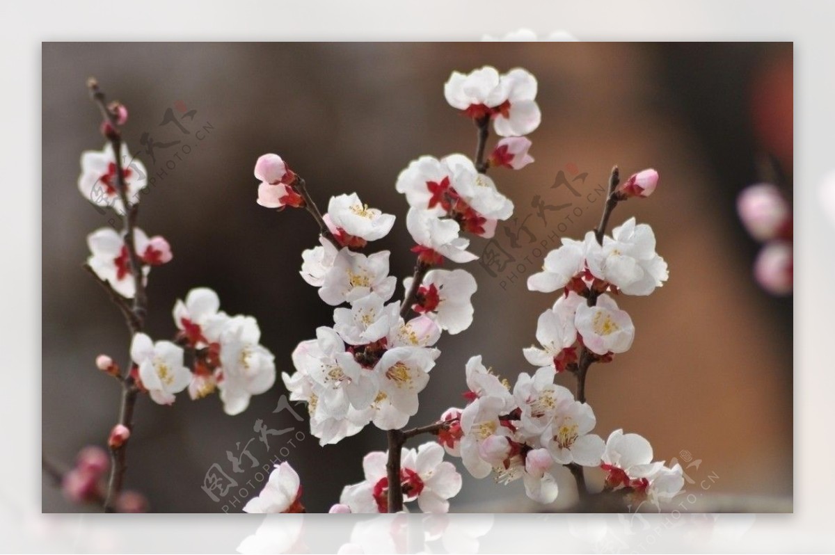 梅花冬天树枝图片