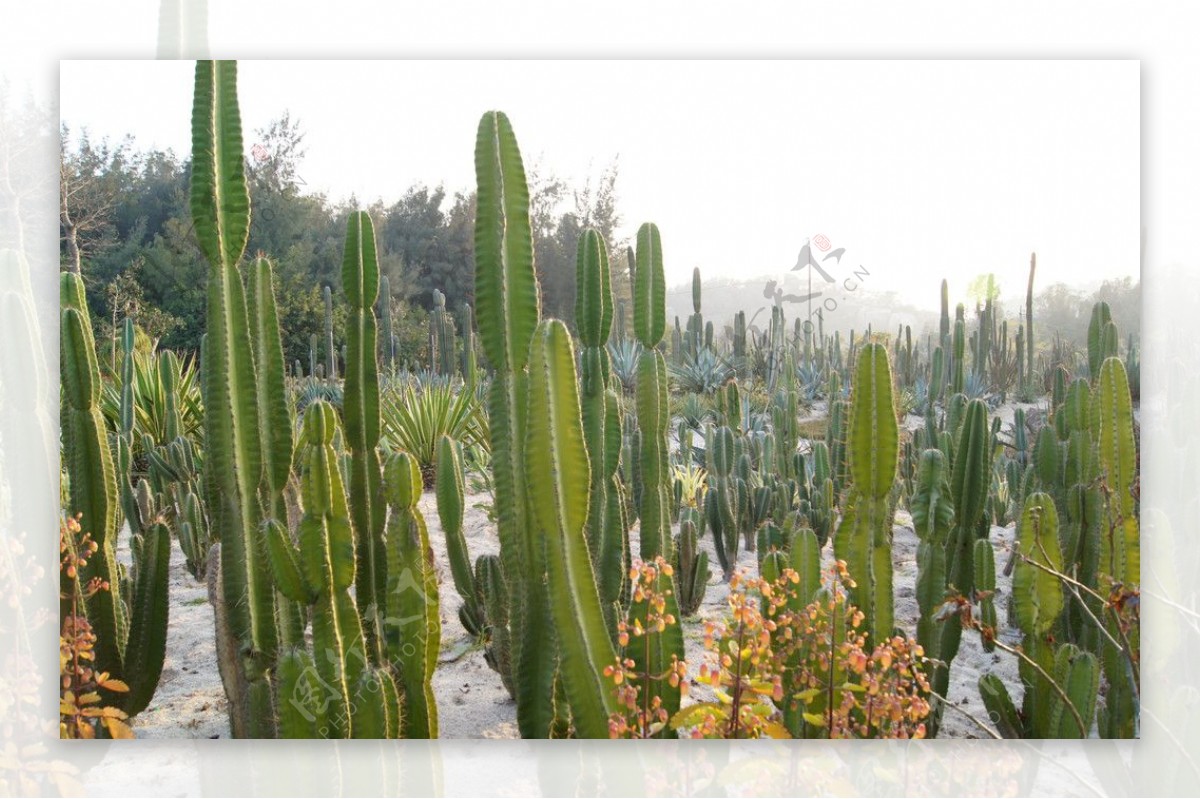 沙生植物图片