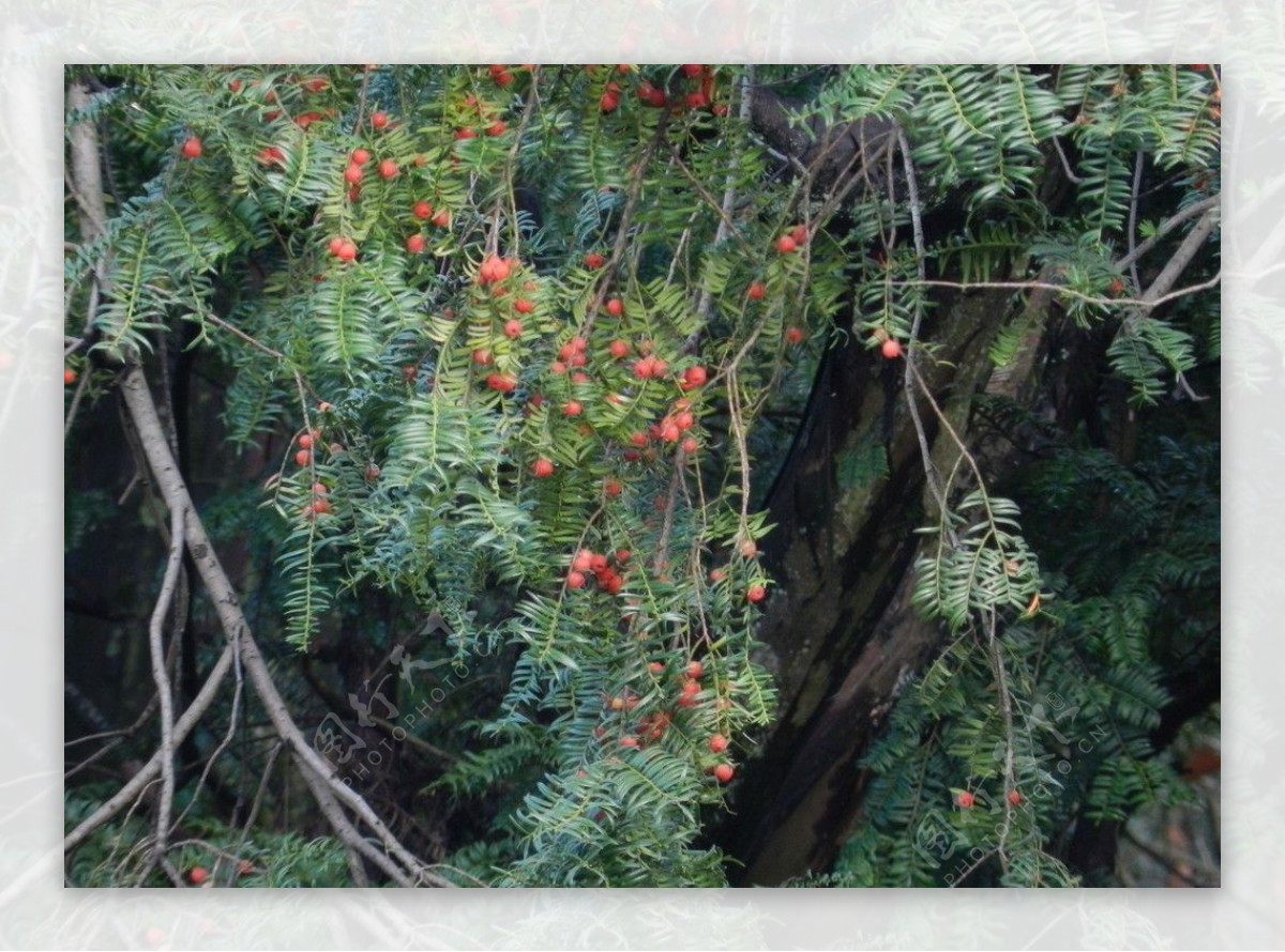 红豆杉果实图片
