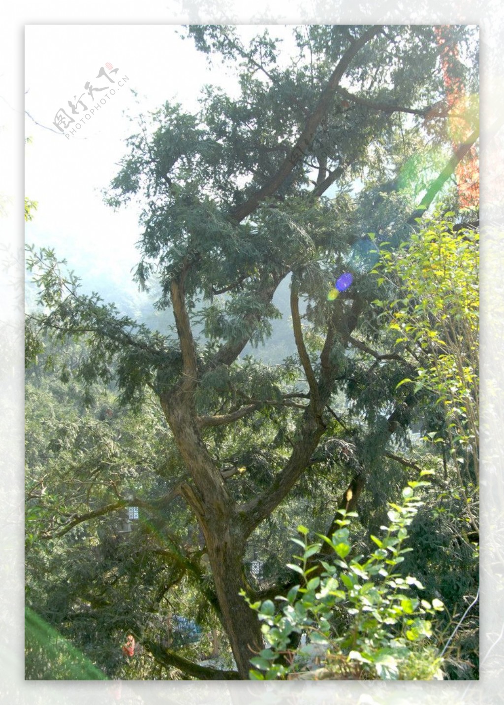 阳光下的香榧树图片