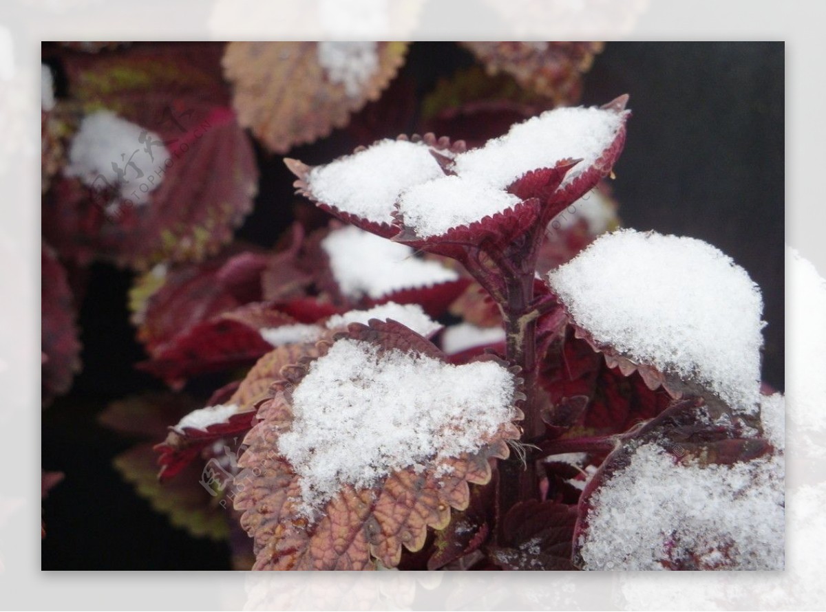 冬天的植物图片