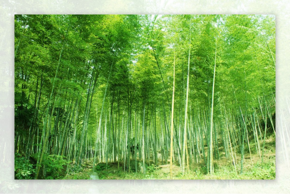 月田镇竹海森林图片