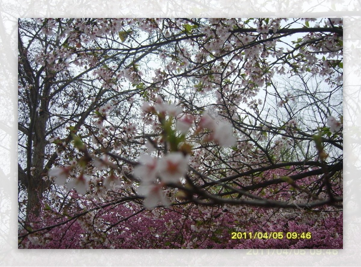 西安樱花图片