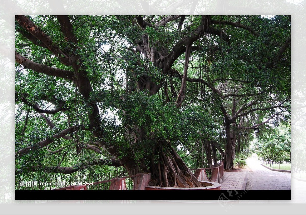 小叶榕树图片优美，造型漂亮，基地价格_漳州市兴景小叶榕基地_园林网