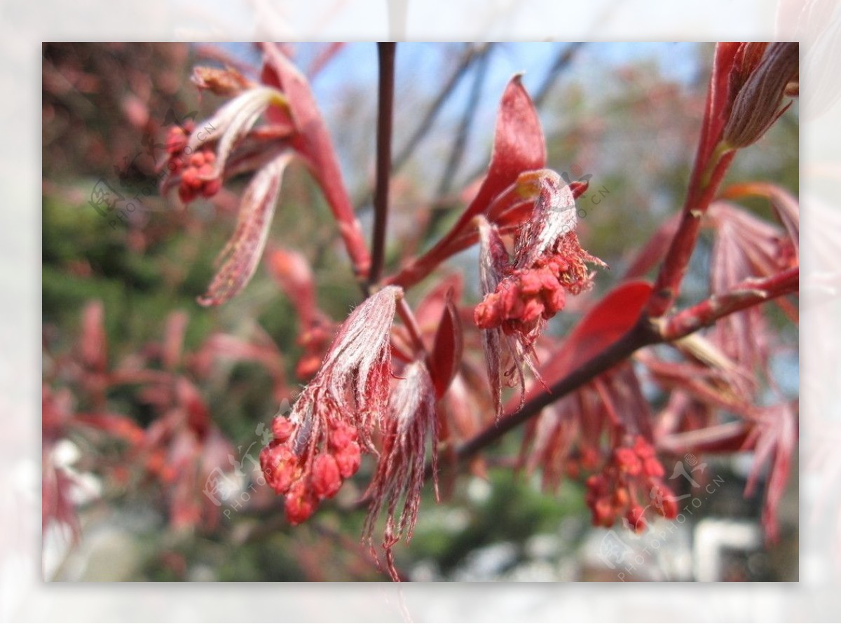 发芽的红枫叶图片