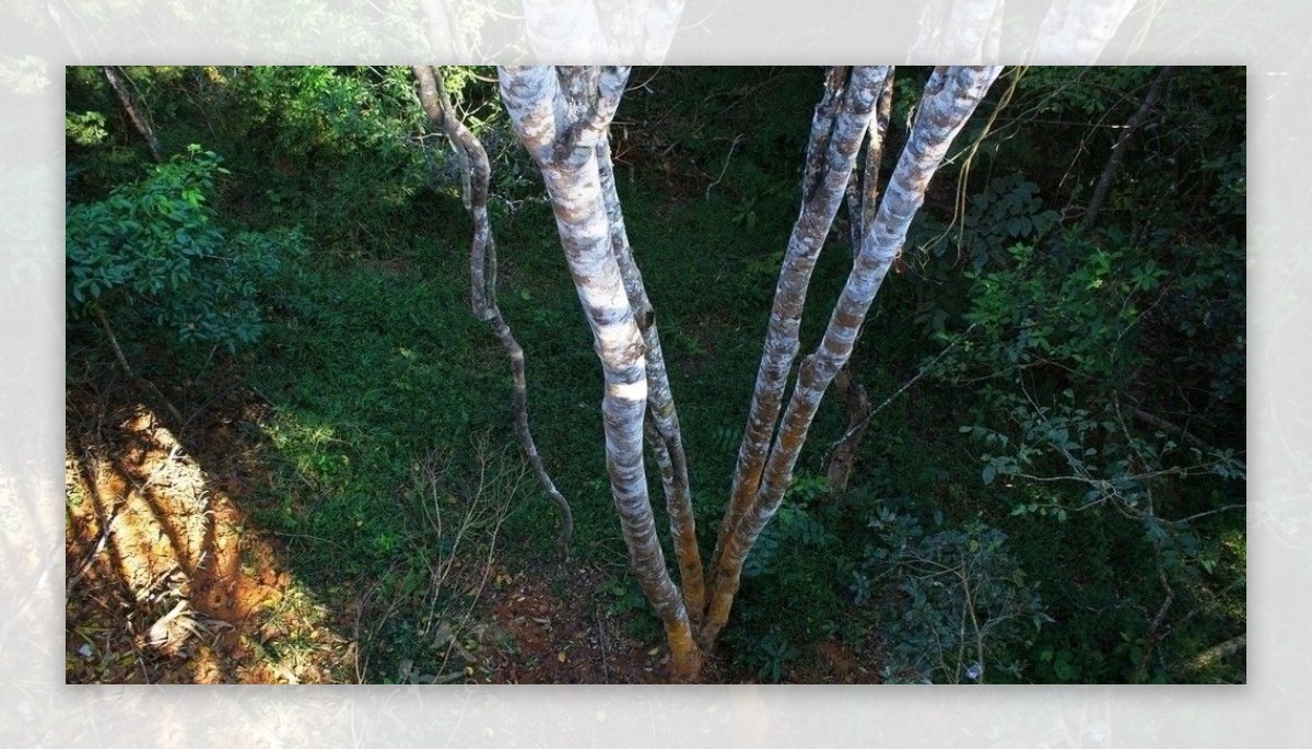 热带雨林的树木图片