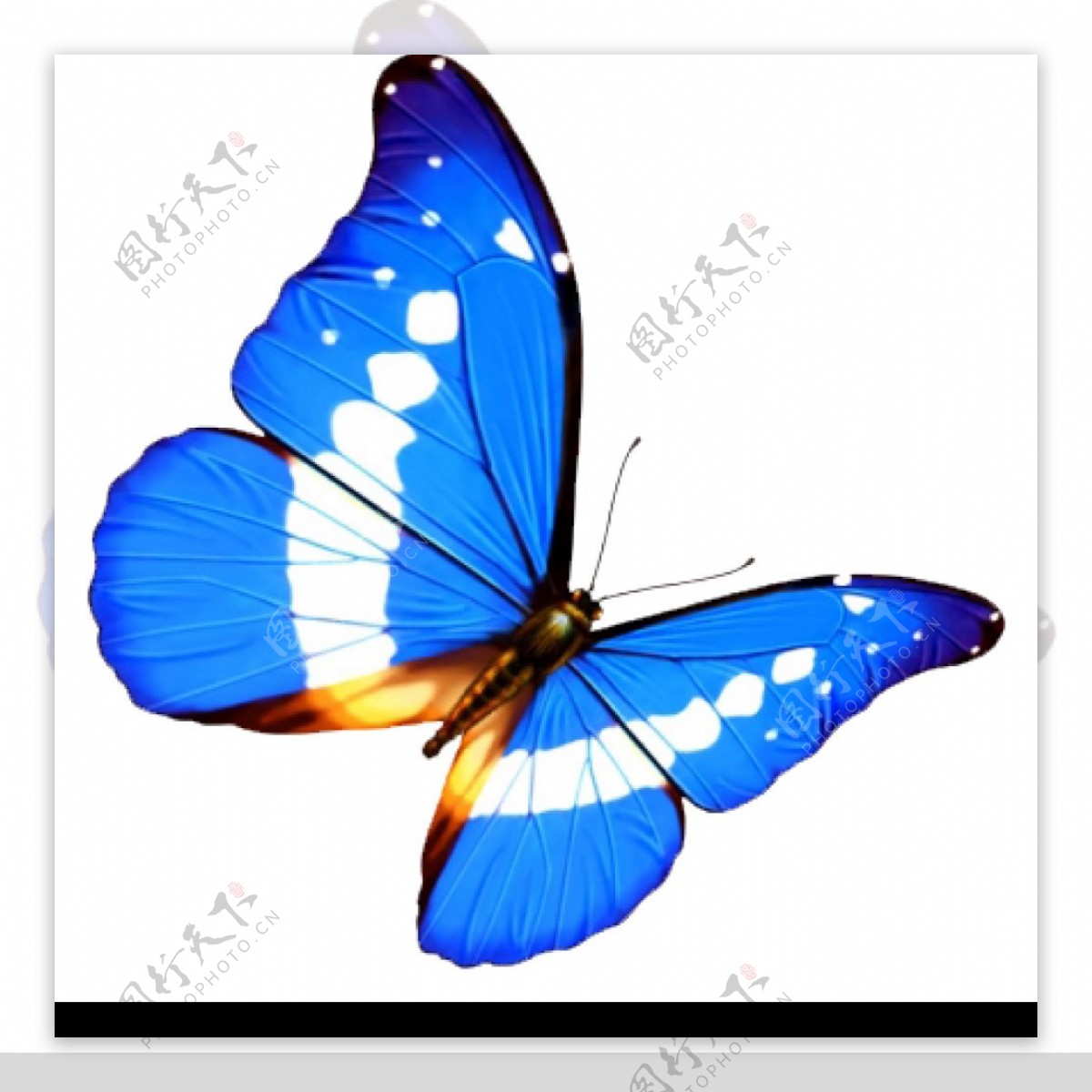 蝴蝶3图片