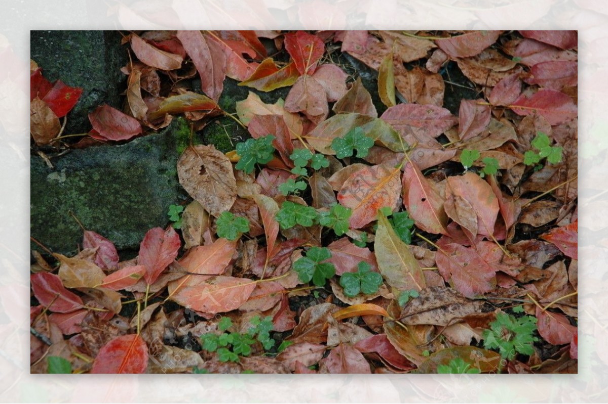秋天落叶与幸运草的自然调子图片