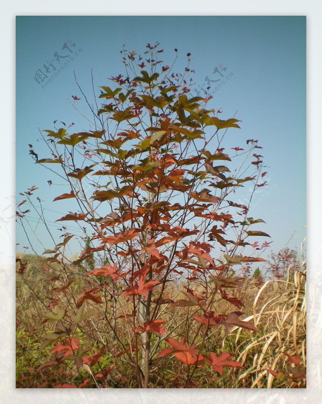 枫树枫叶蔚蓝天空秋色红叶香山图片