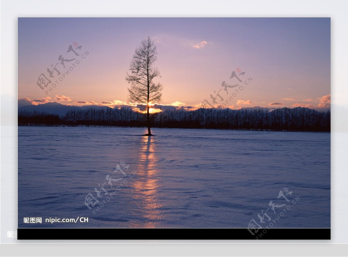 雪中孤树图片