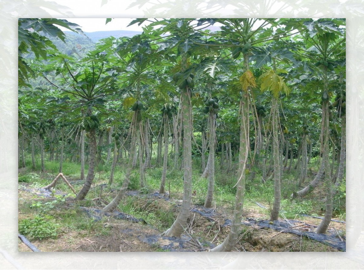 番木瓜果树图片