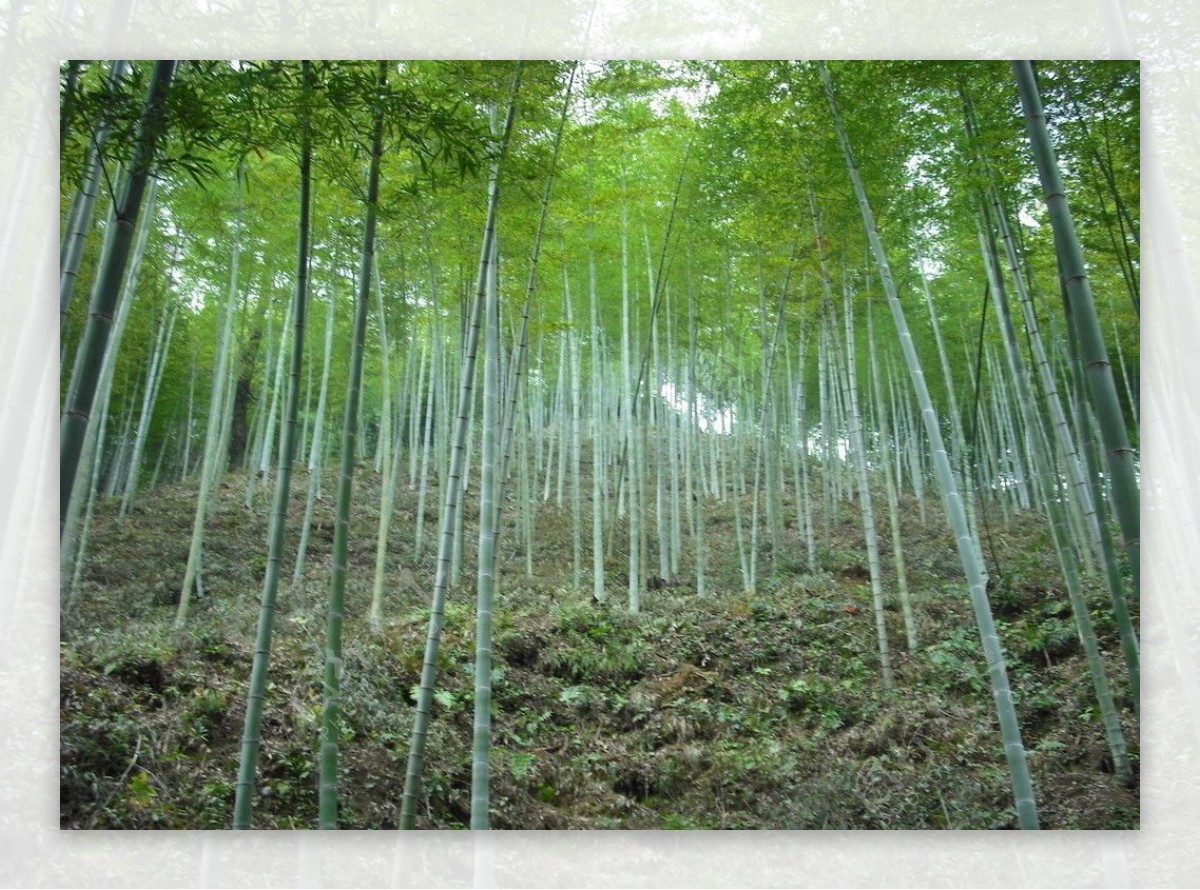 木坑竹海图片