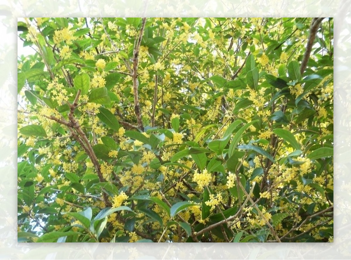 桂花飘香的季节图片