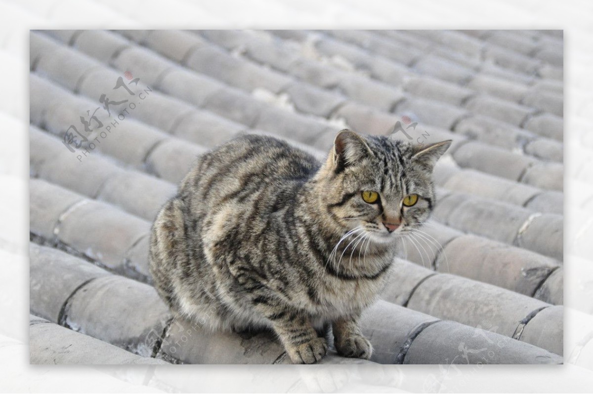 屋顶上的猫图片