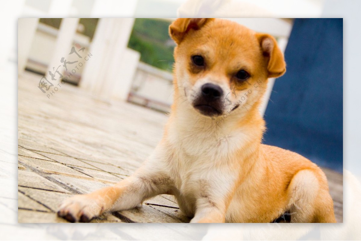 黄狗图片素材-编号09726266-图行天下