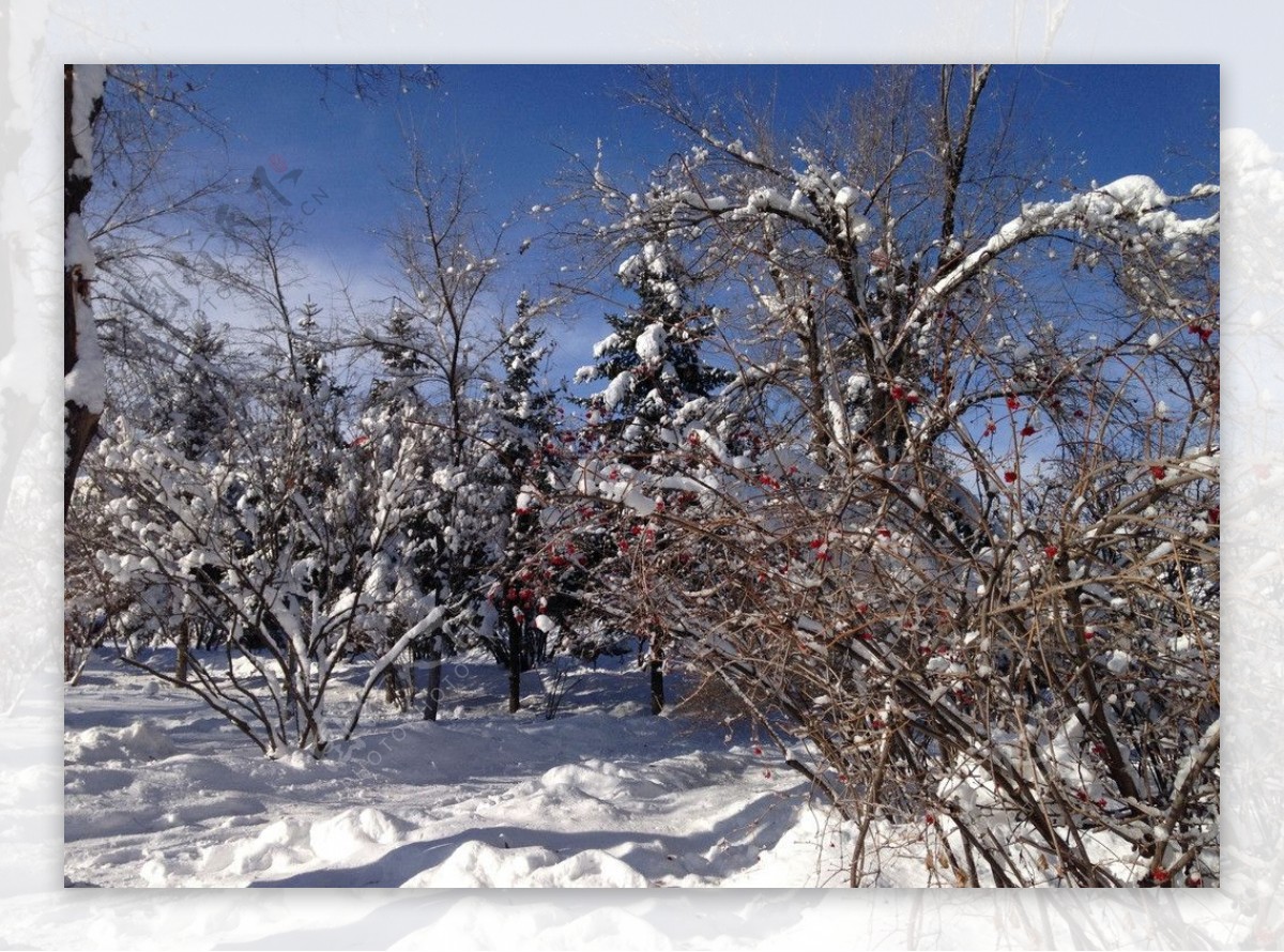 白雪图片