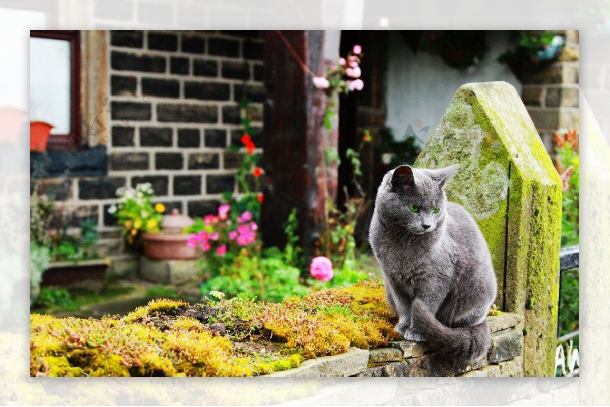 唯美花园猫图片