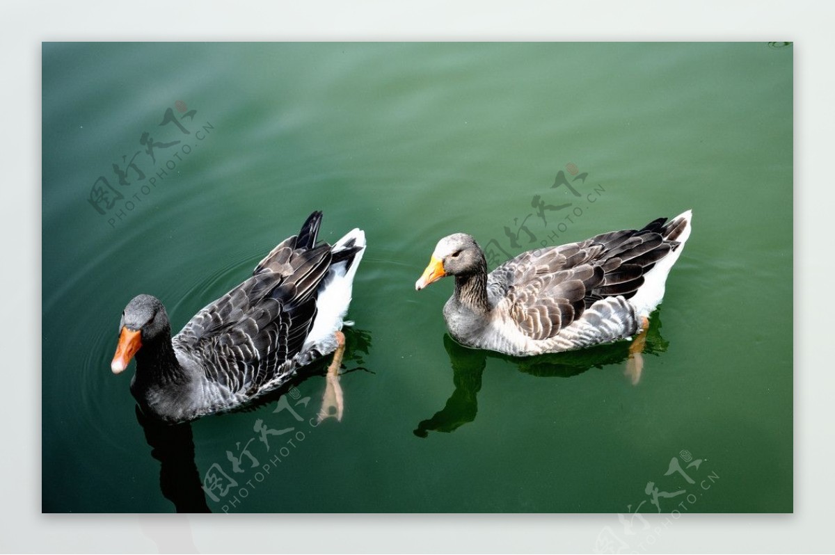 湖水中的鸭子图片
