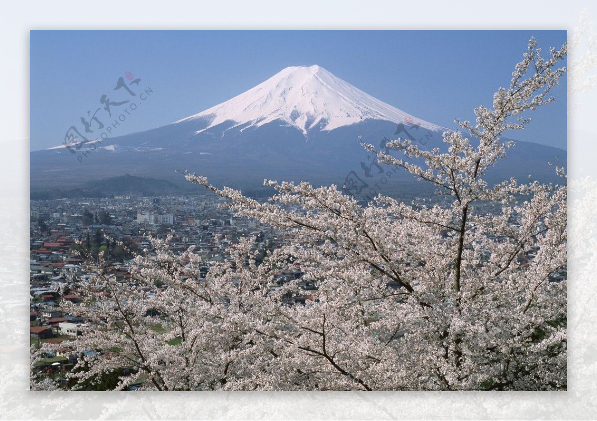 富士山樱花篇图片