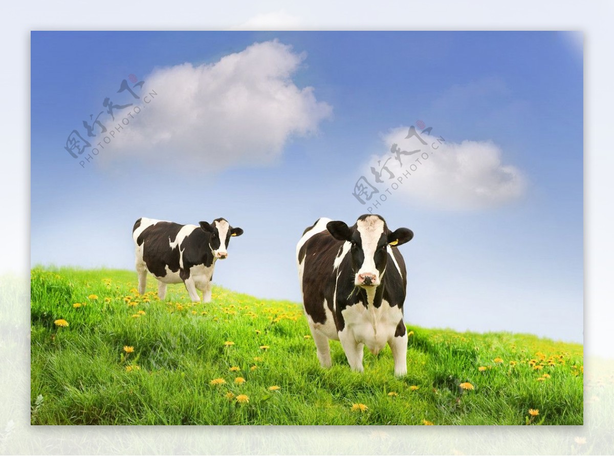 草原奶牛图片