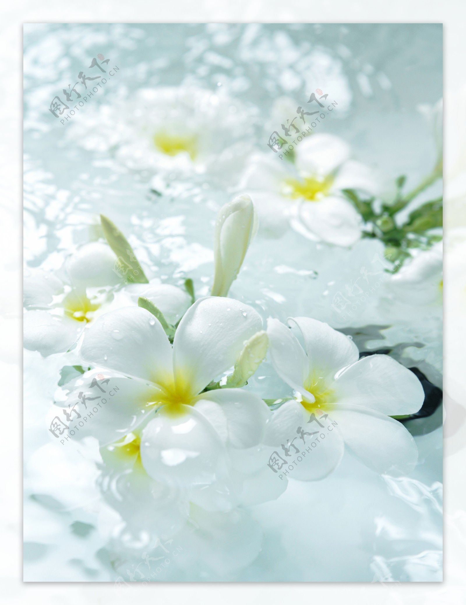 浴缸中漂浮的白色小花图片