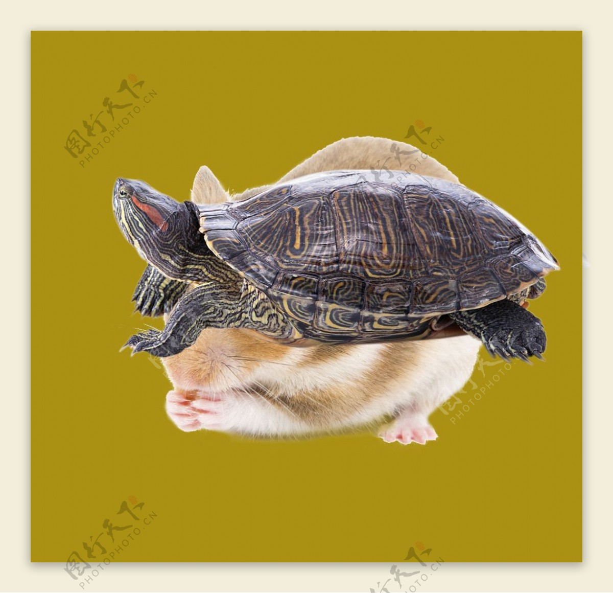 老鼠仓鼠乌龟PSD格图片