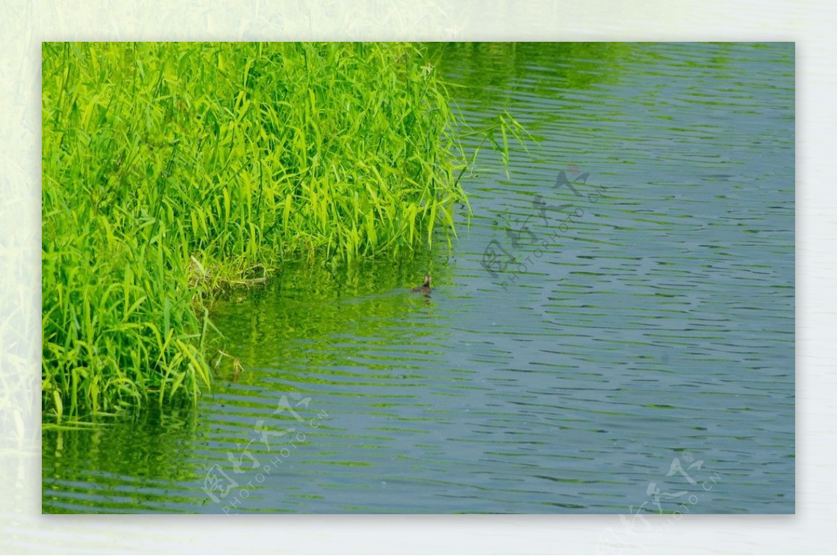 河床水鸭水鸭戏水图片