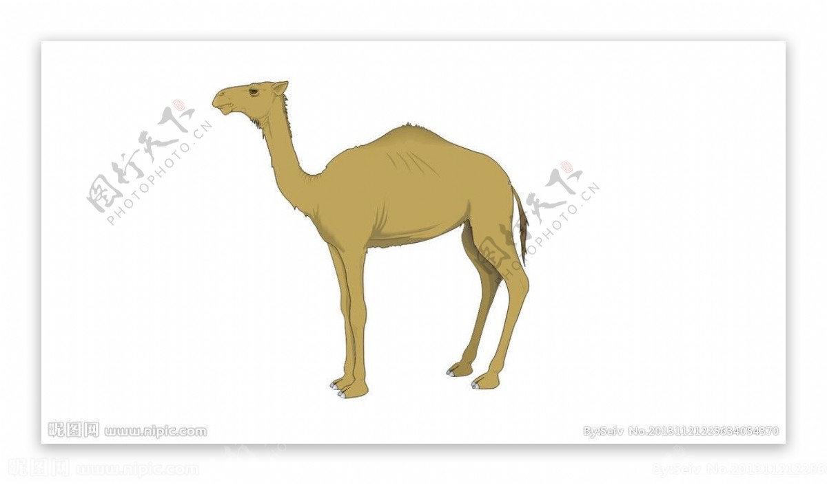 骆驼矢量图片