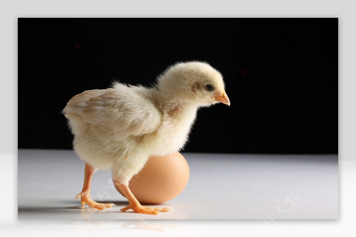 刚出生的小鸡-蓝牛仔影像-中国原创广告影像素材