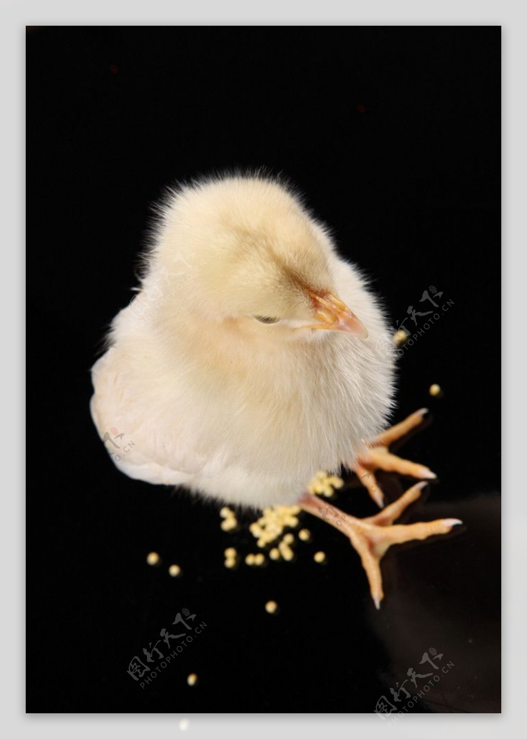 刚孵出的小鸡摄影图__家禽家畜_生物世界_摄影图库_昵图网nipic.com