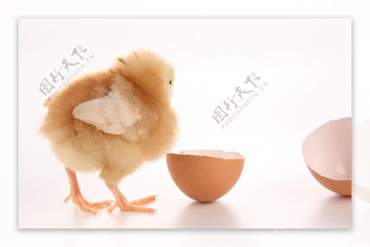 管理丨雏鸡的饲养管理技术