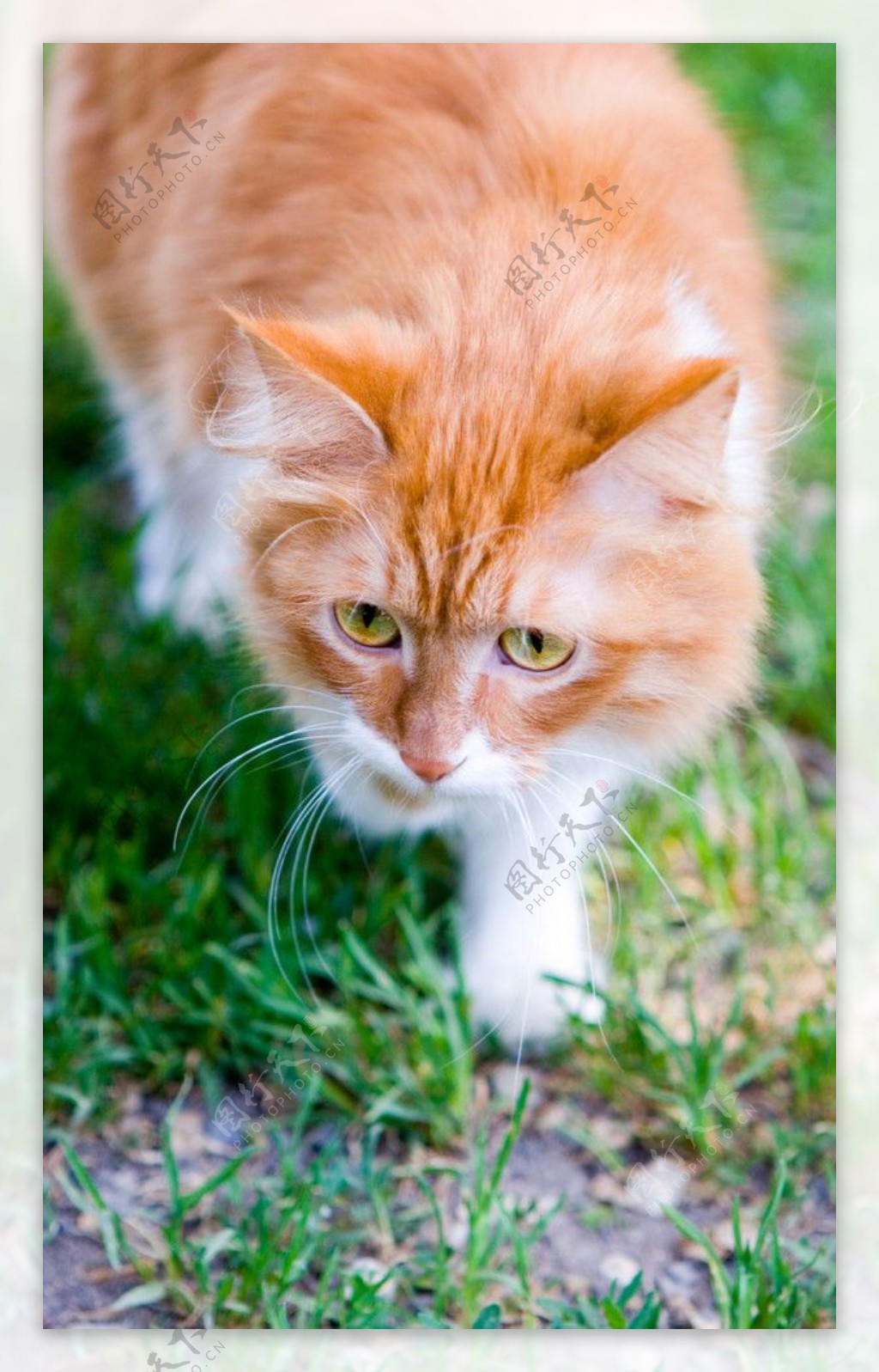 绿草地上的肥猫图片