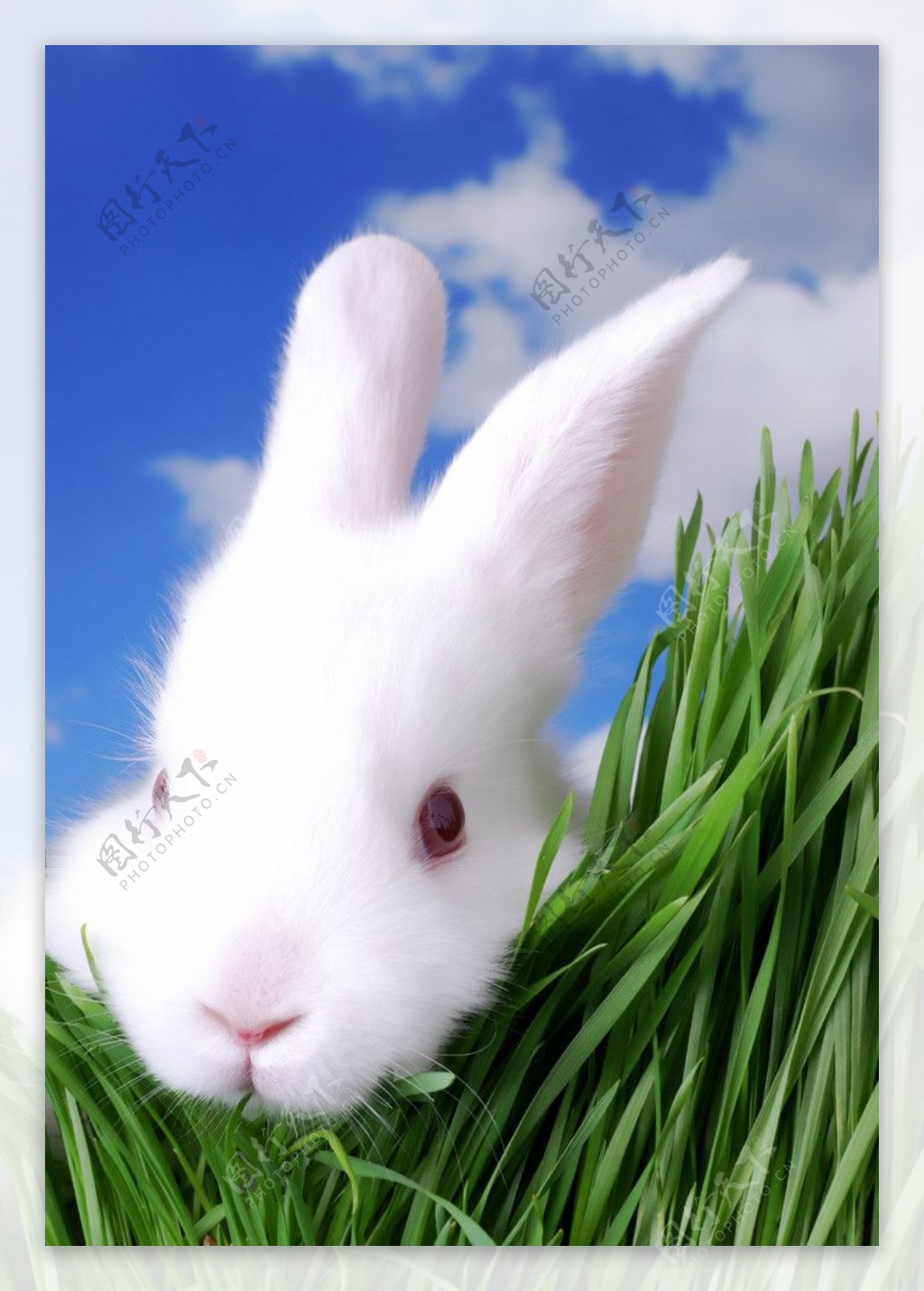 雪白兔子图片