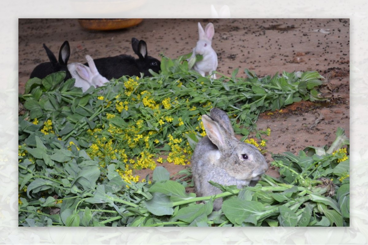 家养兔子图片