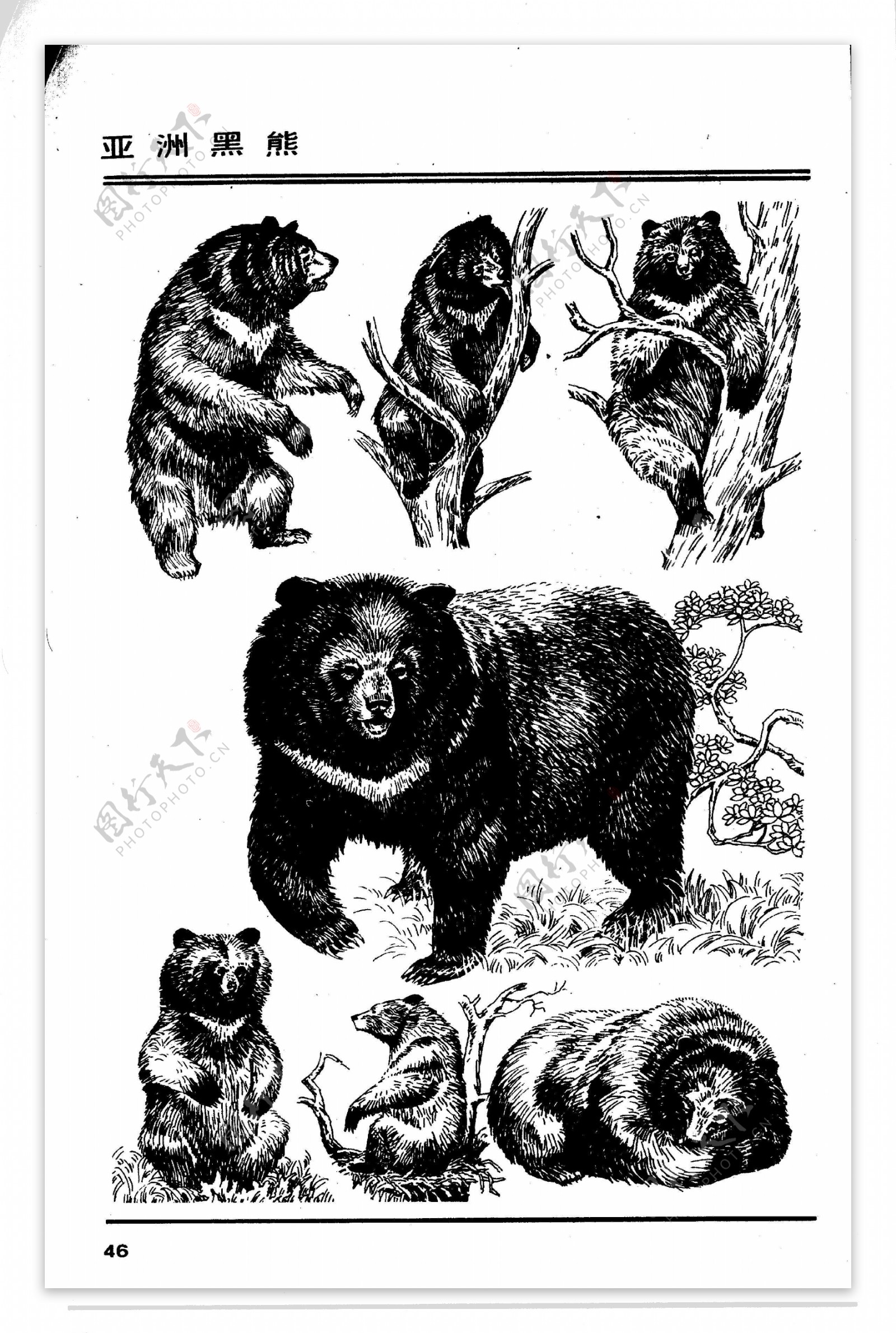 画兽谱43亚洲黑熊图片