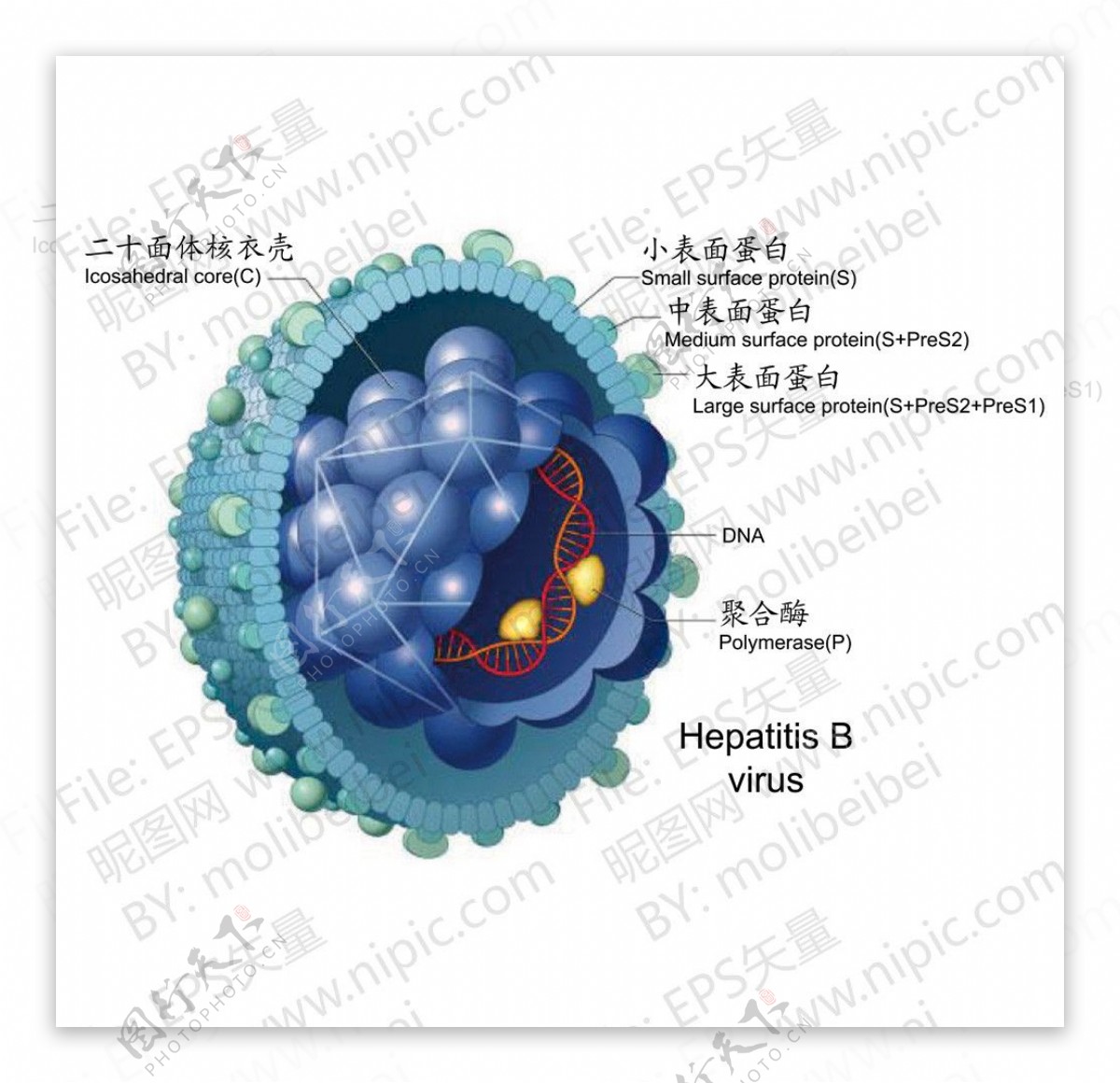 乙肝病毒模型图位图图片