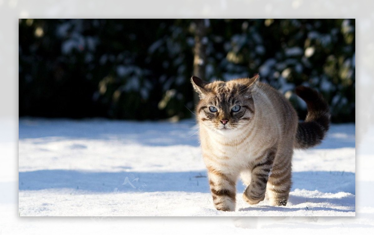 雪地山猫图片