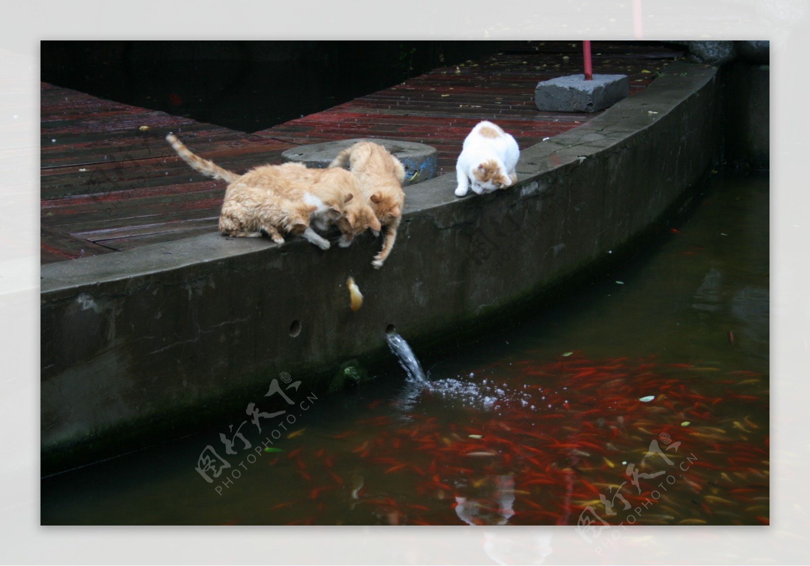猫和鱼 库存照片. 图片 包括有 小猫, 水族馆, 敌意, 搜索, 鲤鱼, 玻璃, 金黄, 饥饿, 查出, 查找 - 9879650