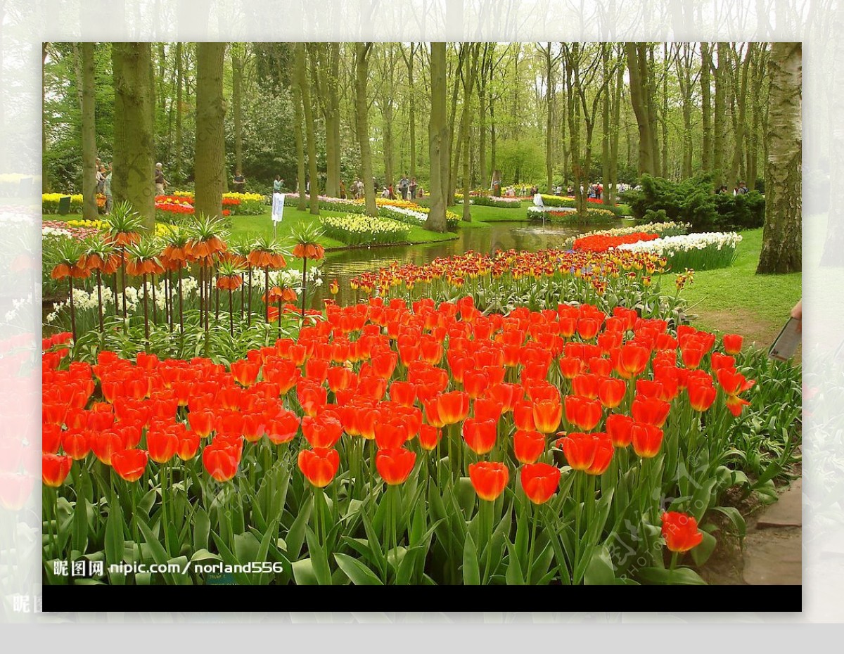 荷兰库肯霍夫公园的郁金香图片