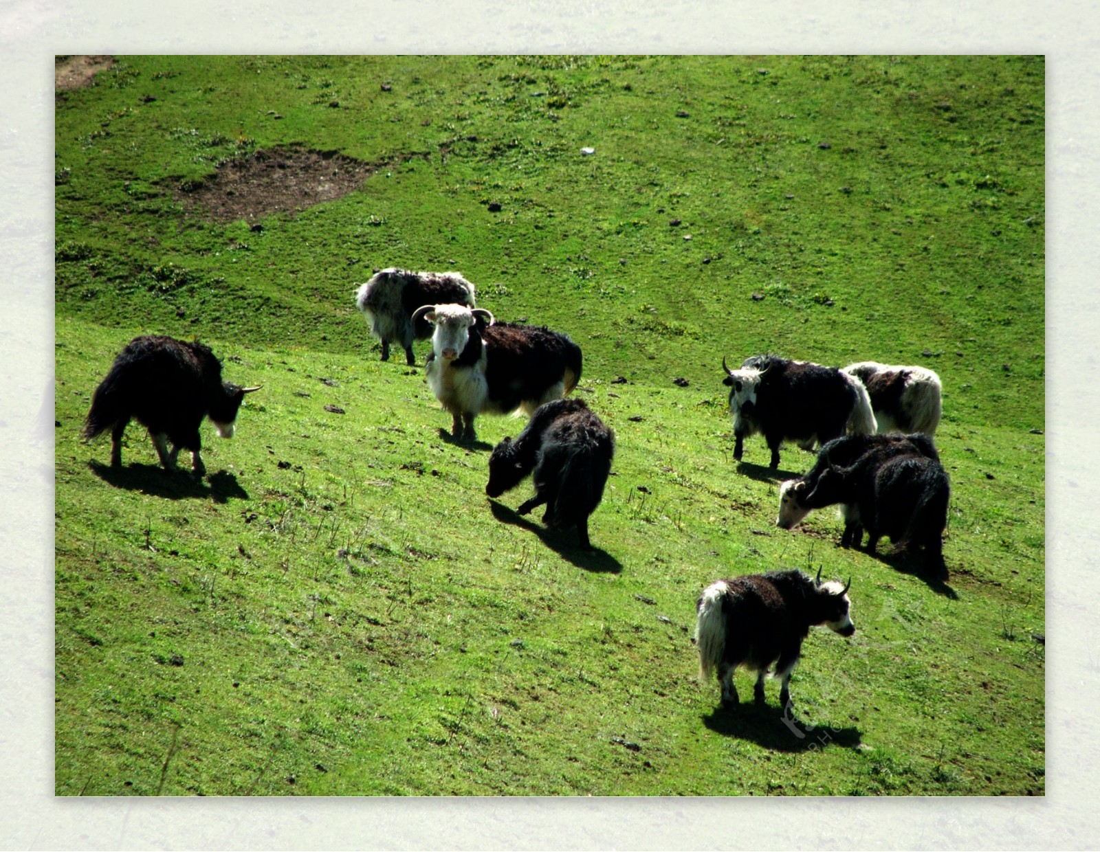 草原上的牦牛群图片