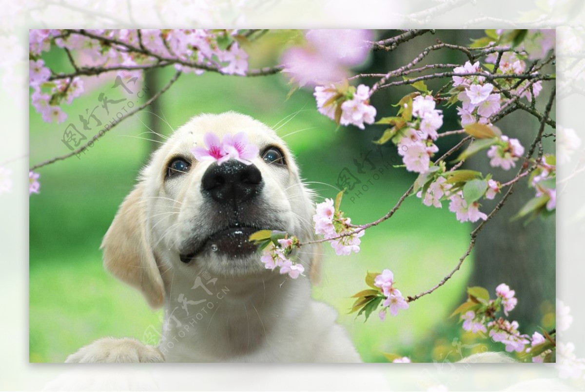 小狗赏花图片