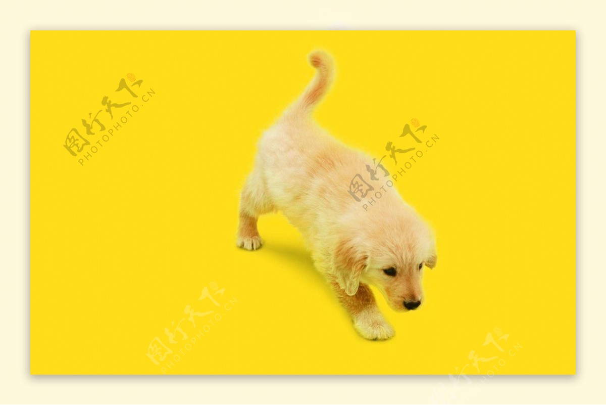 金毛犬图片