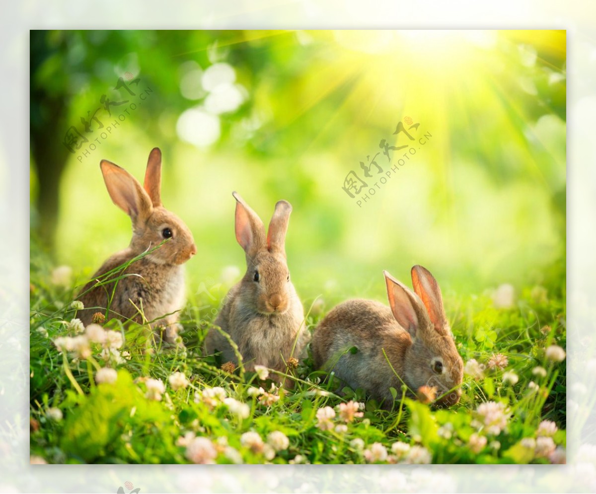 拉东西的兔子摄影图片-拉东西的兔子摄影作品-千库网