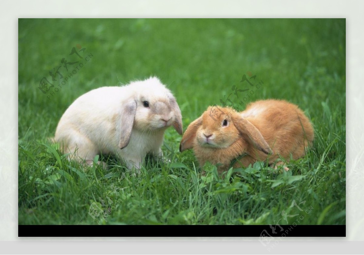 草丛中的兔子图片