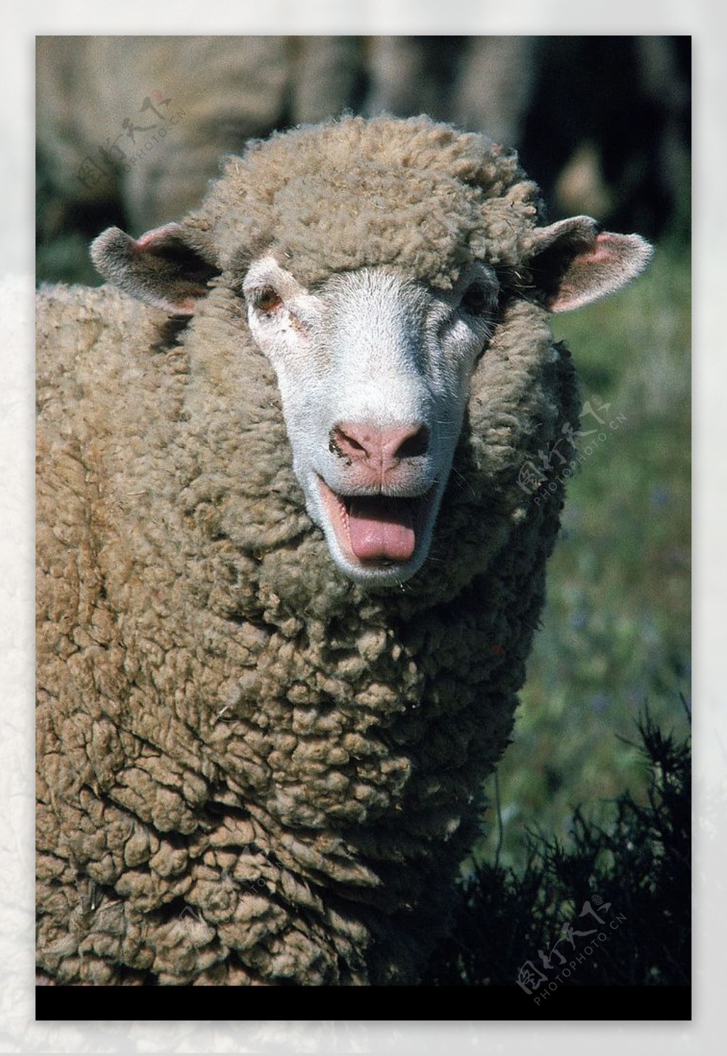绵羊可爱半身图片