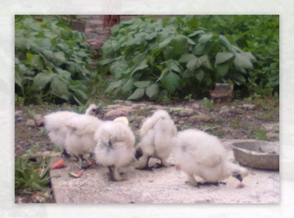 农村小院的小鸡图片